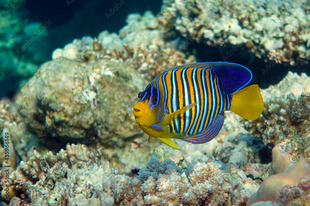 Obraz premium Royal or Regal Angelfish (Pygoplites diacanthus ) - red Sea