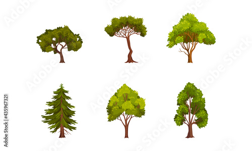 Different Trees as Perennial Plant with Trunk, Branches and Leaves Vector Set