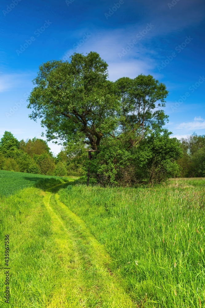 Fototapeta premium Drzewa na polach a w tle kolorowe rozświetlone słońcem chmury