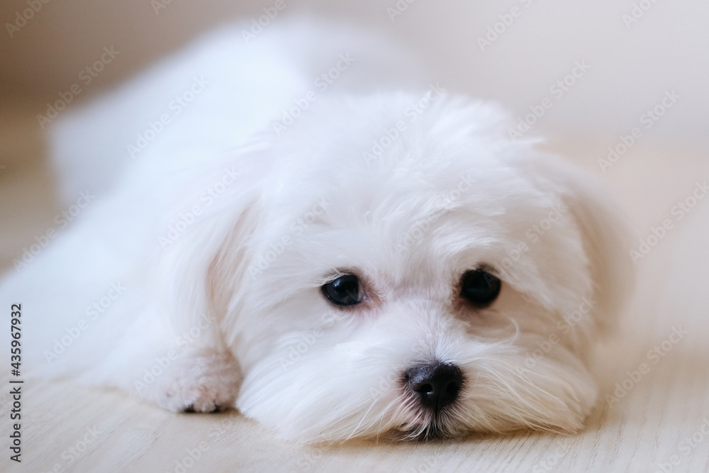 Small dog of breed maltese puppy in the beige light room grooming Small dog of breed maltese puppy in the beige light room grooming