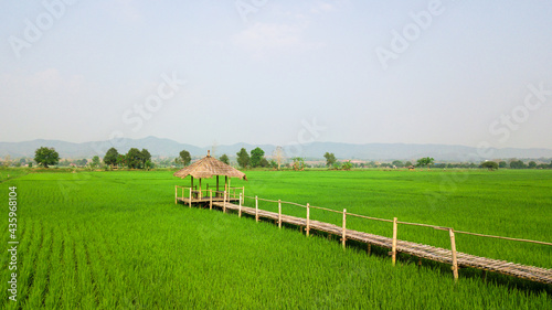 Top view aerial photo from flying drone of rice field landscape with cottage