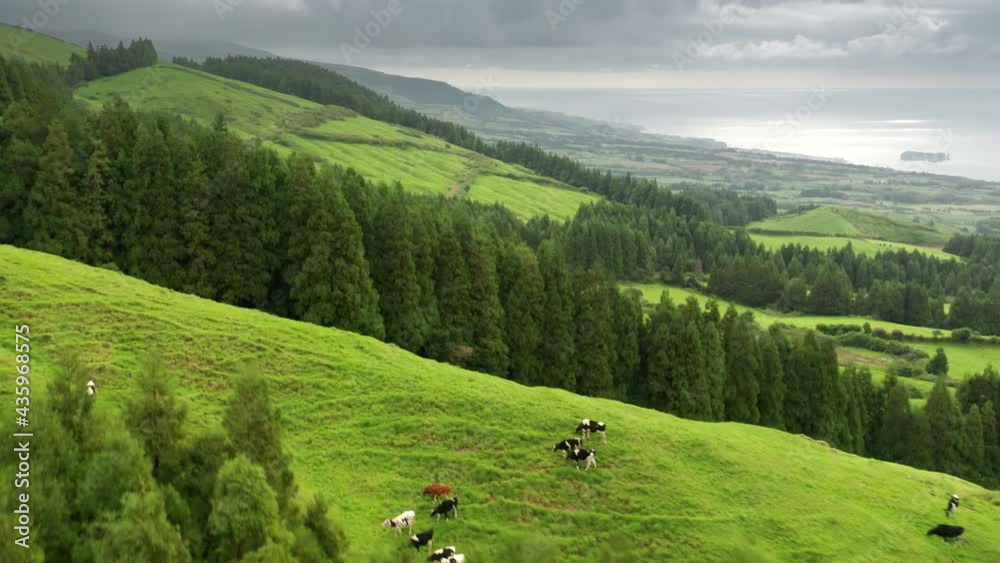 Sao Miguel island, Azores, Portugal. Aerial view over a steep slope washed with the Atlantic Ocean. Cows grazing within the pasture as seen from the top. High quality 4k footage Sao Miguel island, Azores, Portugal. Aerial view over a steep slope washed with the Atlantic Ocean. Cows grazing within the pasture as seen from the top. High quality 4k footage