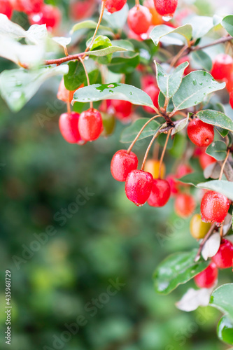 Red berries fruit. Silverberry Oleaster, Japanese Silverberry, "Gumi".