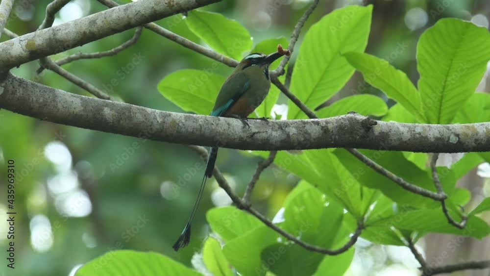 Turquoise-browed motmot - Eumomota superciliosa also Torogoz, colourful tropical bird Momotidae with long tail, Central America from south-east Mexico to Costa Rica. Sitting with the prey in the green Turquoise-browed motmot - Eumomota superciliosa also Torogoz, colourful tropical bird Momotidae with long tail, Central America from south-east Mexico to Costa Rica. Sitting with the prey in the green