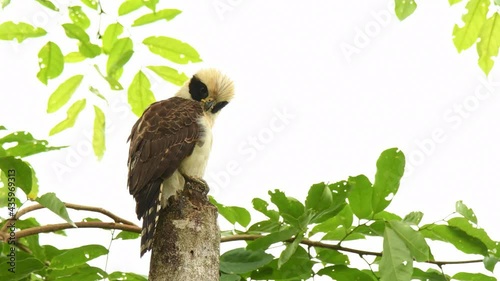 Laughing Falcon - Herpetotheres cachinnans also snake hawk, bird of prey in the falcon family Falconidae, neotropical species is specialist snake-eater, brown and yellow perching bird. Typical voice. photo