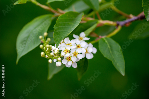 Abstract close-up view of a branch of delicate white flowers and buds on a Canada red chokecherry (prunus virginiana) tree in spring, with defocused background photo