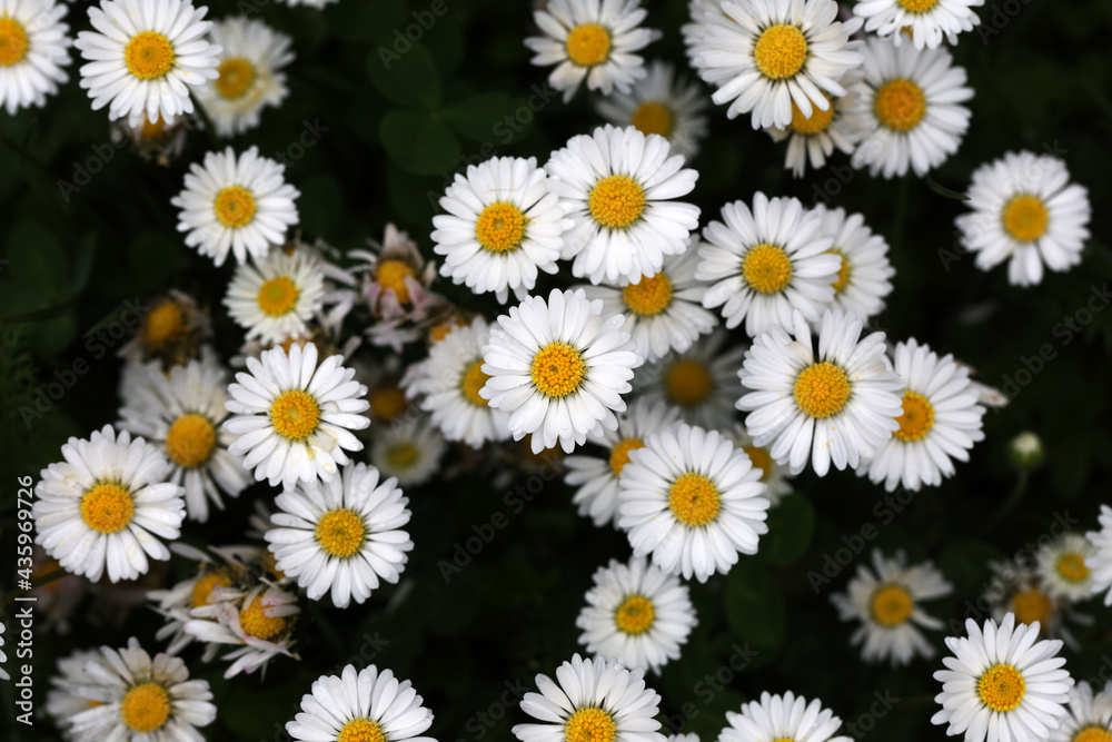 Beautiful white daisies shot from a height Beautiful white daisies shot from a height