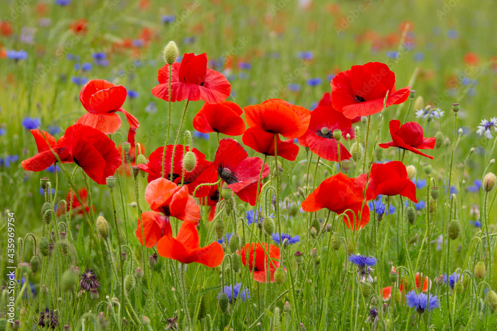 Fototapeta premium 꽃양귀비