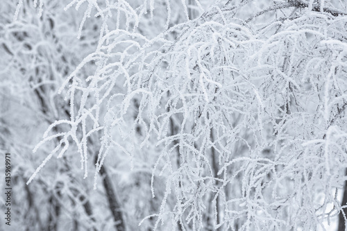 Snow and rime ice on the branches of bushes. Beautiful winter background with trees covered with hoarfrost. Plants in the park are covered with hoar frost. Cold snowy weather. Cool frosting texture.