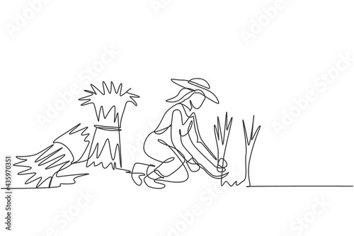 Single continuous line drawing young female farmer was harvesting rice and there was also rice that had been tied up. Farming minimalism concept. One line draw graphic design vector illustration.