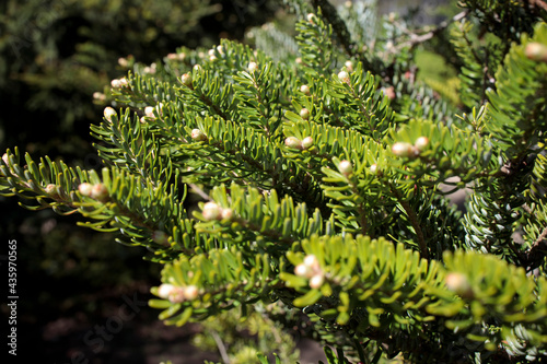 Female and male cones of a spruce tree after pollination