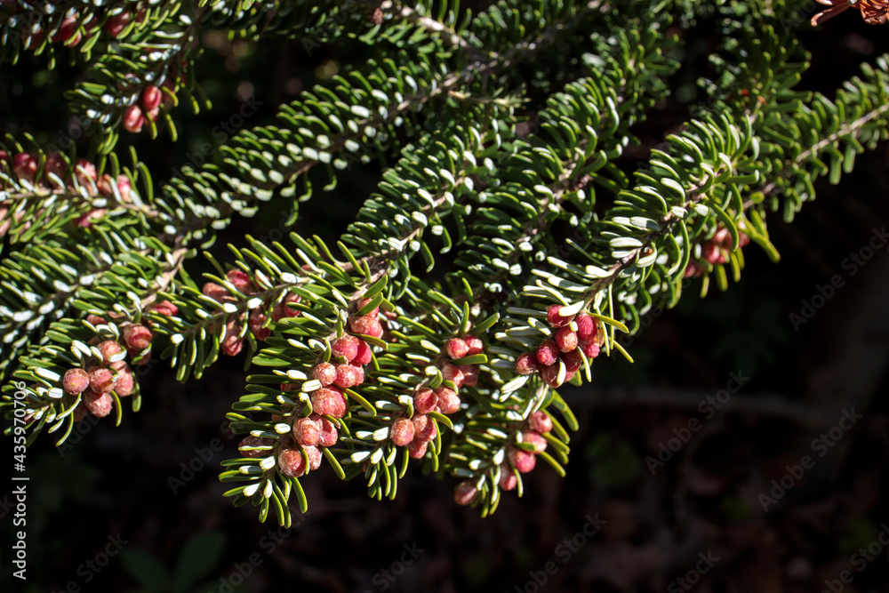 The reddish-brown female cones of the spruce tree are located at ends of the branches, The reddish-brown female cones of the spruce tree are located at ends of the branches,