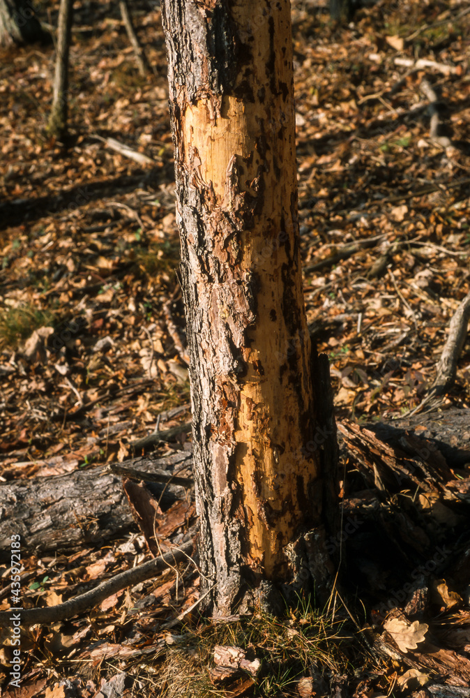 Fototapeta premium Arbre, Tronc, mangé par des cervidés, forêt