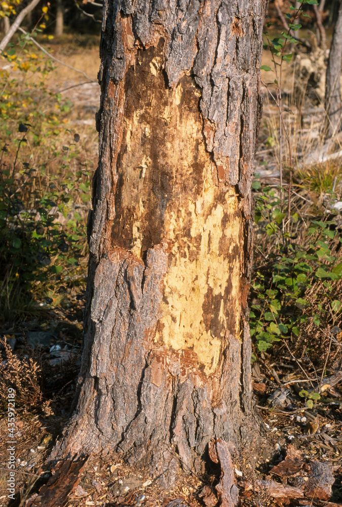 Arbre, Tronc, mangé par des cervidés, forêt Arbre, Tronc, mangé par des cervidés, forêt