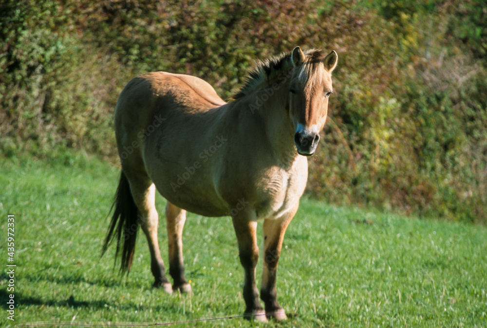 Cheval Fjord