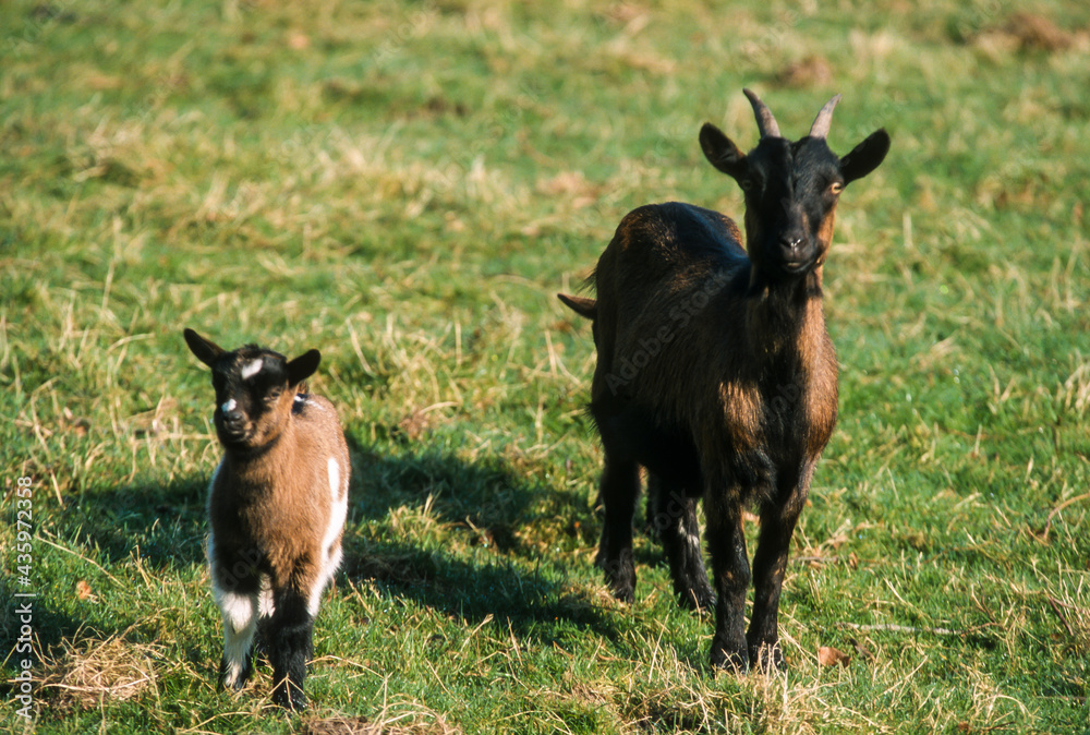 Chèvre, Chevreau, race Alpine, Capra aegagrus hircus Chèvre, Chevreau, race Alpine, Capra aegagrus hircus