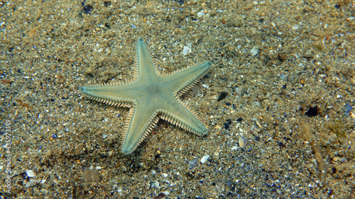 Green starfish under the clean sea water © Volkann