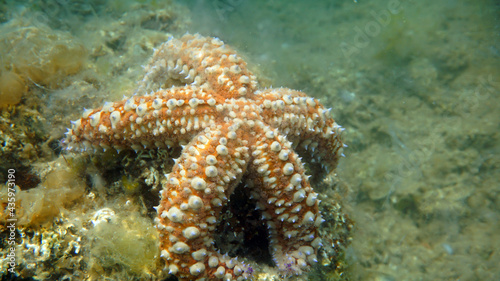 Orange starfish under the clean sea water
