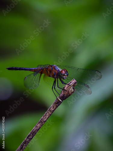 Closeup of a red Dragonfly resting in a broken branch