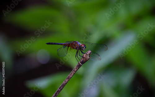 A red Dragonfly resting in a broken branch © mamorshedalam