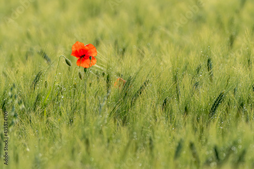 Poppy flowers in close-up and in a wheat field