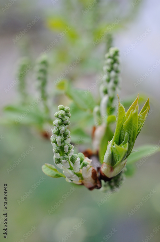 Plants in the garden in the spring closeup. Shallow depth of field Plants in the garden in the spring closeup. Shallow depth of field