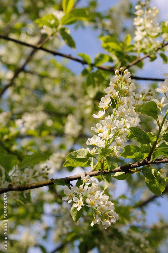 Blooming bird cherry in spring. Shallow depth of field