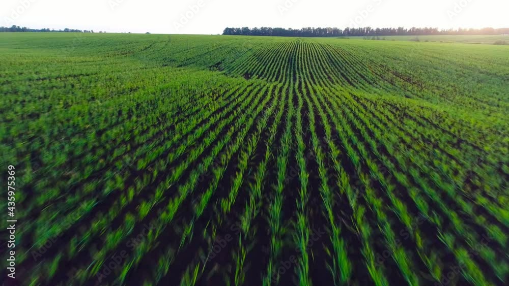 Aerial video of an agricultural field with wheat Aerial video of an agricultural field with wheat