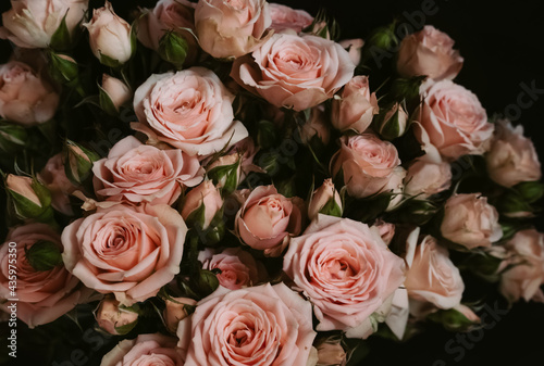 Bouquet of fresh blooming pink roses on dark background