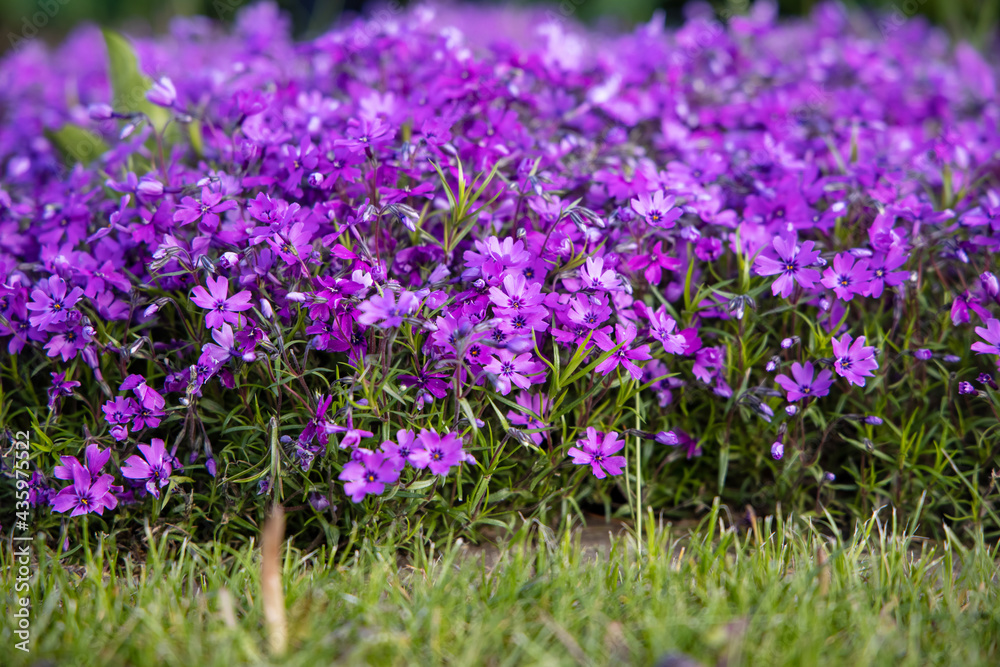 Obraz premium Flowers of Phlox subulata 'Atropurpurea' (Creeping phlox) in the garden in early June. Bright purple carpet flowers on a sunny day.