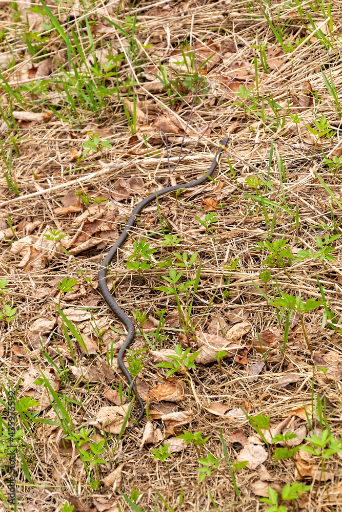 snake in the grass snake in the grass