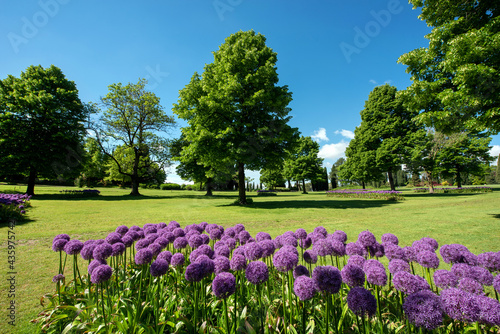 Colorful purple Allium or Pom-pom flowers in a park or garden