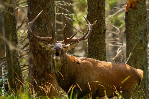 Roaring red deer, cervus elaphus, showing its dominance during mating season in autumn on sun. Behaviour of animal with big antlers in rut. Territorial calling of majestic wild game.