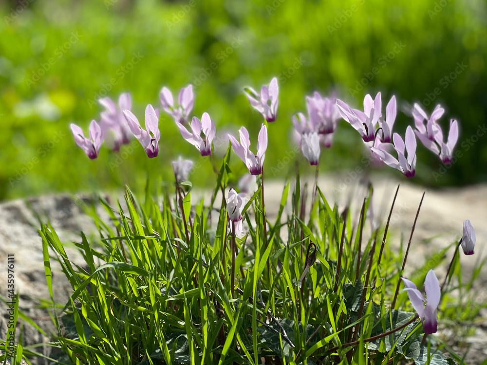spring crocus flowers