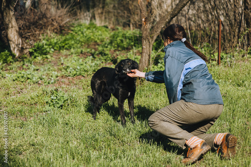 A kind woman owner in the garden is stroking a fearful, distrustful black mongrel dog with her hand. Animal care in rural areas. Photography, concept. © shchus