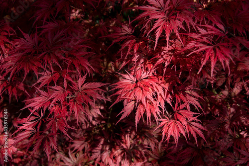Feathery marginated leaves on a colorful red Japanese maple