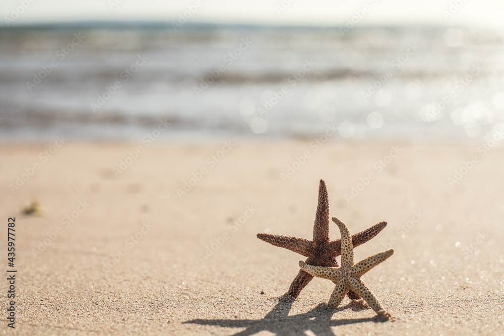 seastars on the sea sand, summer beach background travel concept seastars on the sea sand, summer beach background travel concept
