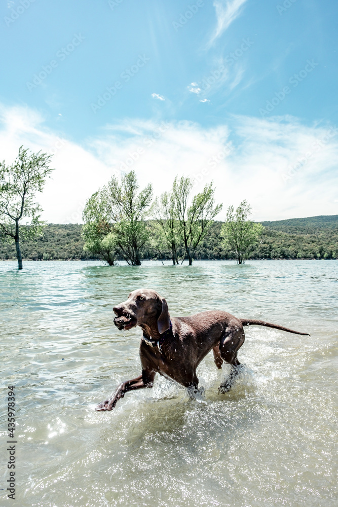Weimaraner dog breed in the water, young weimaraner on a beach at a lake playing Weimaraner dog breed in the water, young weimaraner on a beach at a lake playing