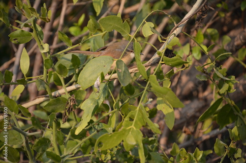 Common Tailor Bird in the bush © RakeshKumar