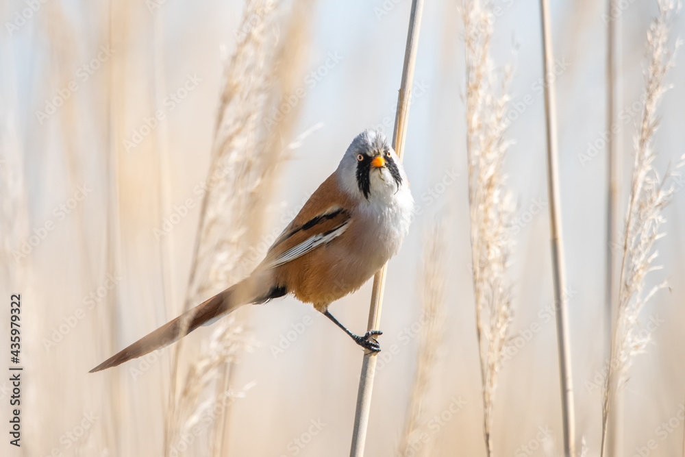 Naklejka premium spotted woodpecker