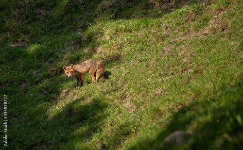 fox in a field © Jonas Baechler