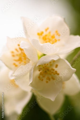 white magnolia flower