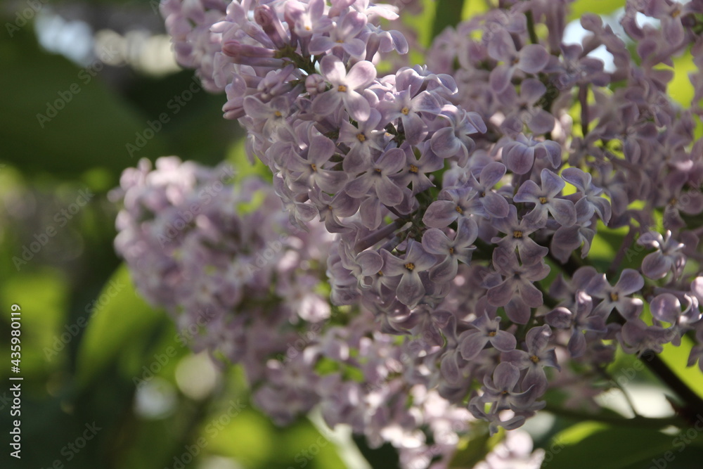 Obraz premium flowering