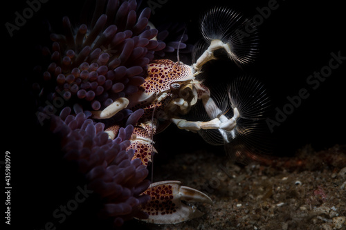Red-spotted porcelain crab or Neopetrolisthes maculatus photo