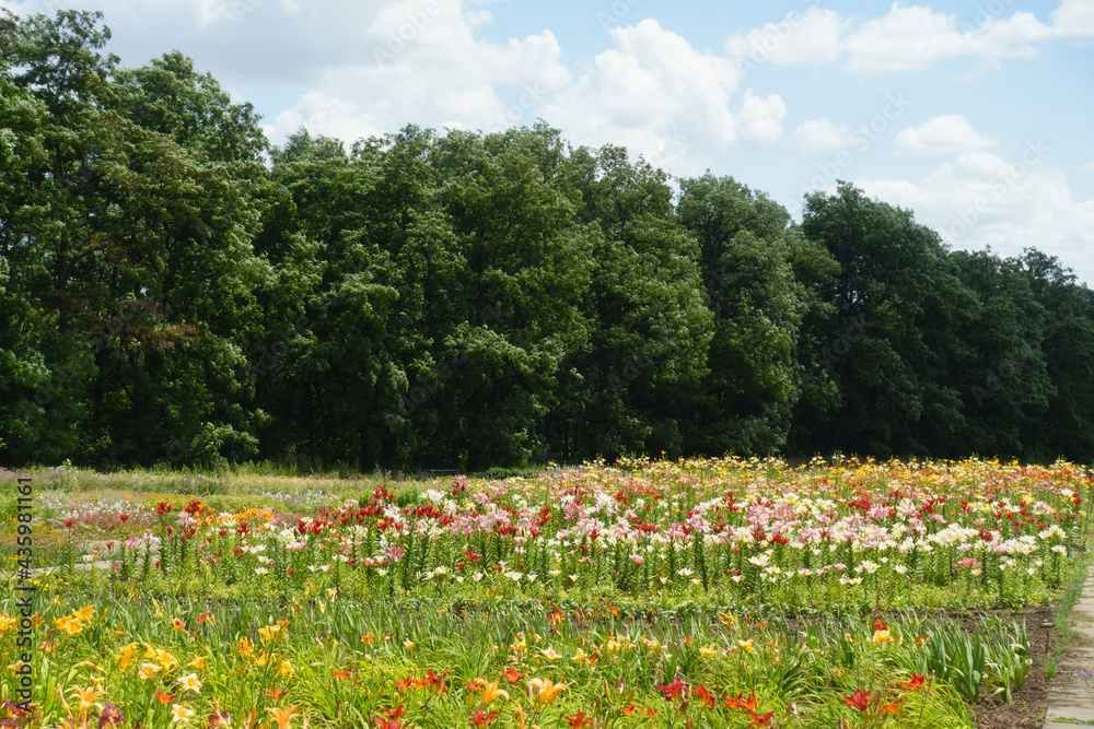custom made wallpaper toronto digitalFlowerbed with lots of colorful lilies in June