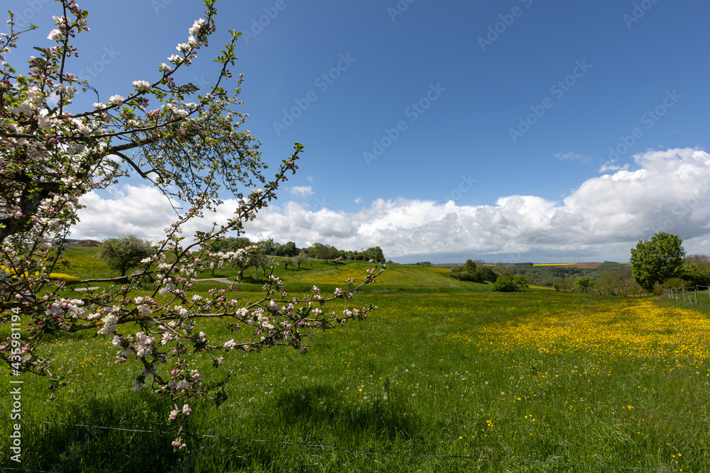 Fototapeta premium Spring landscape with flowering meadows and fields