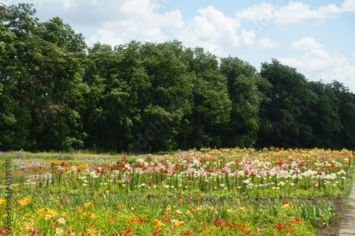 Wallpaper Mural Flowerbed with lots of colorful lilies in June Torontodigital.ca