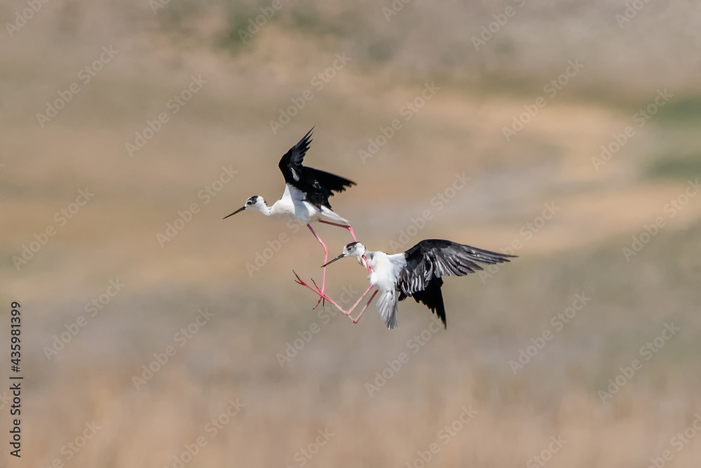 black backed vulture
