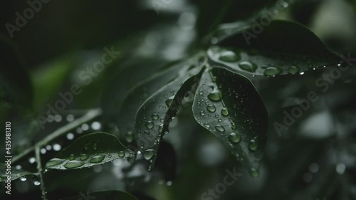 Rain drop