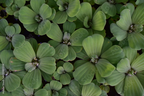 Close up green plants in nature.